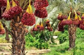 تصویر 4 از خرید خرمای پیارم به صورت عمده و مستقیم + خرید مستقیم
